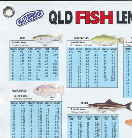 QLD Fish Guide Ruler AFN - Maps, Books & Travel Guides